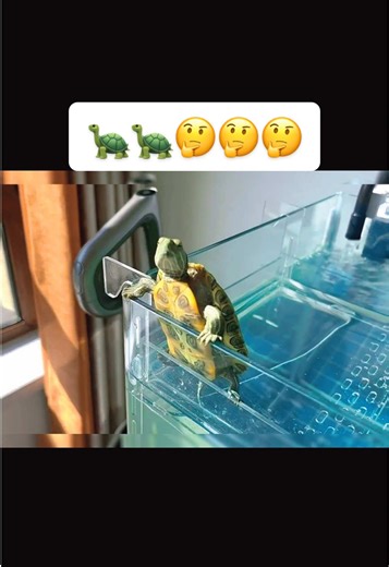 🐢🐢🤔🤔🤔#🐢 #cute #turtle #turtles #pet