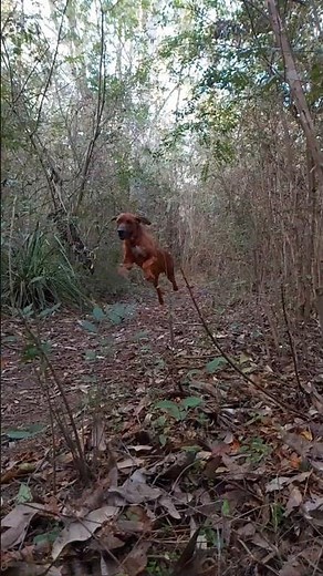 My Ridgeback Loki running in the Australian bush 😊 (slow motion) #ridgeback #dog #australia