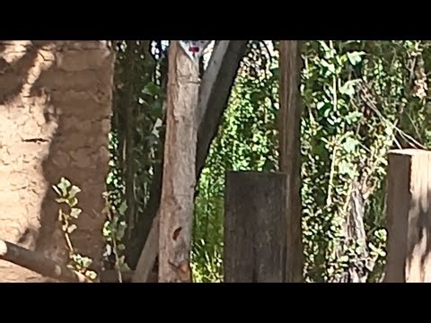 Secret Box (Geometry Dash) (Médium demon) 100%