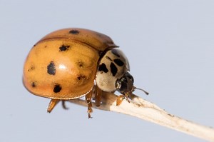 Pest controller's advice as ladybird swarms are reported at homes across Sheffield