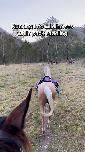 Encounters with Wild Horses in the Australian Bush