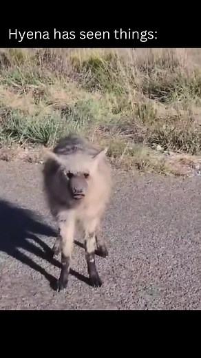 Haaa Hyenaaa on Instagram: "Day 2 #meme#daily#funnyreel#viral#animal#community"