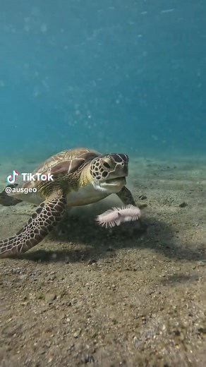 Juvenile Sea Turtles: Eating Habits and Funny Behaviors