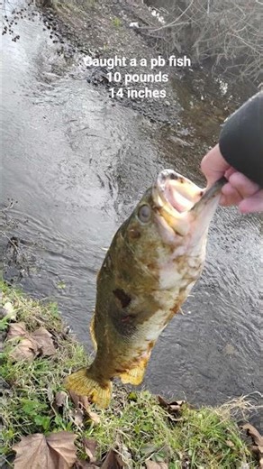 caught a new pb fish #fish #fishing #bass