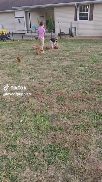 Mini Goldendoodles: The Cutest Puppies You'll Adore