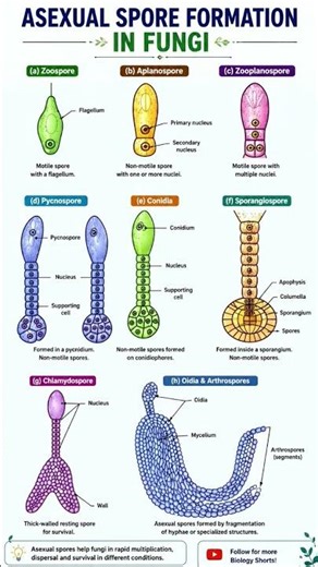 Asexual Spore Formation in Fungi Explained | Biology Short 🍄🔬