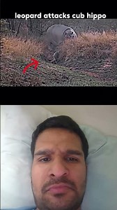 hippo vs cheetah #shorts #youtubeshorts #suscribe #suscribemychannel