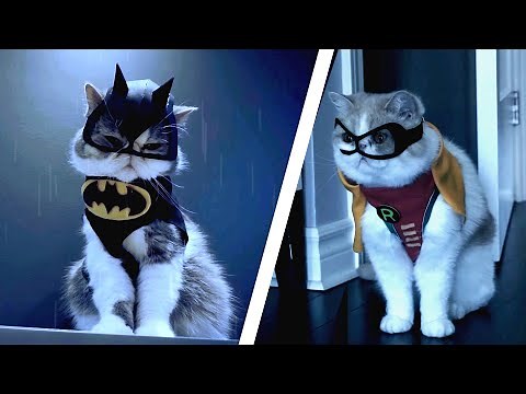 Batcat Movie Trailer | Batman Cat Saves Gotham