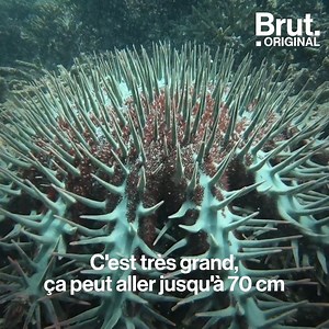 1.8M views · 4.2K reactions | Elles sont immenses, et elles sont le pire ennemi des coraux. En Nouvelle-Calédonie, Brut nature a suivi des scientifiques qui interviennent dans des zones infestées par les acanthasters, d'étranges étoiles de mer… | Brut nature FR | Facebook
