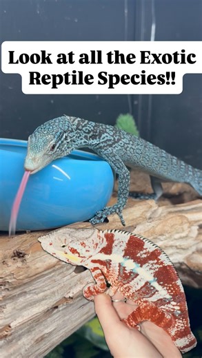 Rae Delsey | Visiting Apollo Reptiles @apolloreptilescad to check out their insane collection😱🤯 every species more beautiful than the last 😍🦎 #snakes... | Instagram