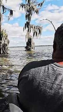 We caught all of the Catfish #fishing #outdoorfamily