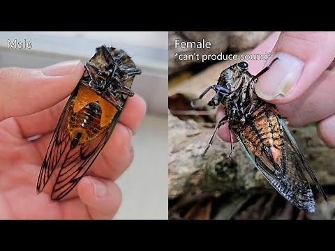 Cryptotympana Acuta Cicada Sound and flying Slow Motion Footage