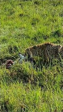 Cheetah eats a gazelle quickly after a hunt. El guepardo se come rápidamente a una gacela #cheetah