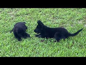 Black German Shepherd PUPPIES...Puppy Play Time with GSM