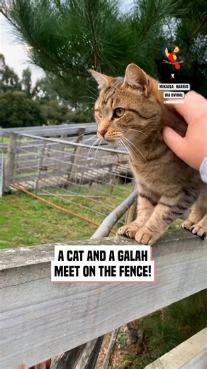 Cat and Galah Compete for Attention on a Charming Farm Fence | The Macaw