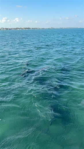 10K views · 167 reactions | Everyone always loves Dolphins!!! #Belize #Flipper #Dolphin | Capt. Nick Stanczyk | Facebook