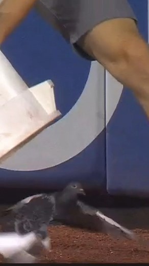 88K views · 525 reactions | Can't touch this  | MLB | Facebook