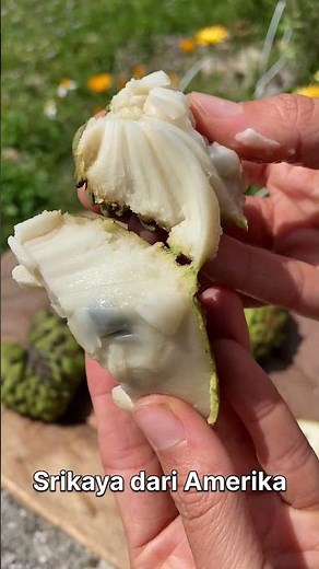 Benefits of soursop fruit #srikaya