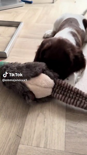 Life with a 10-Week-Old Springer Spaniel