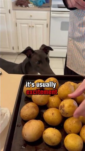 🐾 Why Do Greyhounds Chatter Their Teeth?