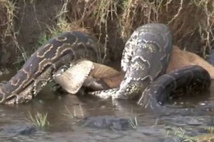 CLIP: Trăn khổng lồ