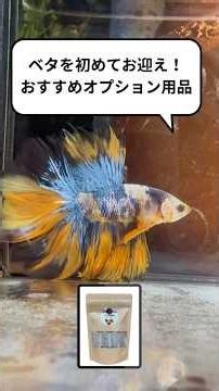 A must-see for beginners! Recommended optional supplies for betta keeping are from Sakata Betta #...