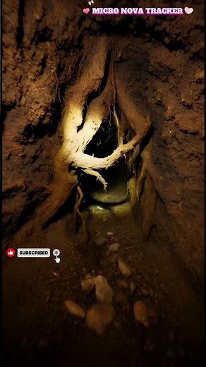 Tiny Camera on a Rat – Real POV Inside a Cave #wildlife #animals #povrat #animalexploration