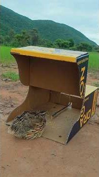 Easy DIY Quail Trap Using Cardboard Box #shorts