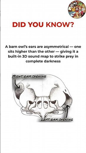 The Barn Owl Anatomy That Makes Them Unstoppable Hunters #nature #wildlife