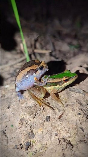 Funny Frogs Compilation Fun Fun | Boing Boing Funny Frogs | Animals Frog Funny Prank