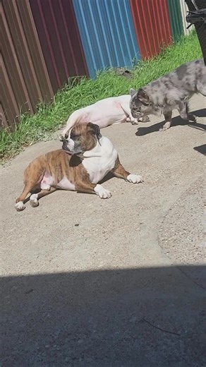 Feels nice out! Hanging with my siblings #boxer #beabull #Bulldog #dogmom