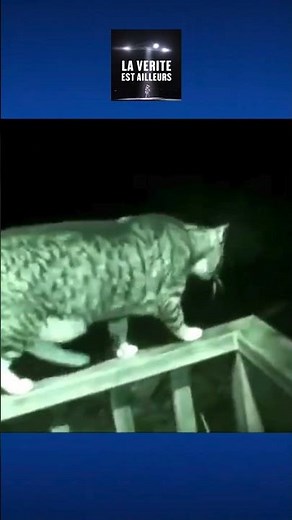 ★ Incredible: A woman accidentally films an alien with her night camera!