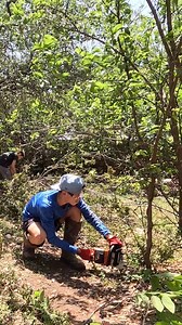 890K views · 38K reactions | They Were Trying To Clean Up Their Yard Manually…So We Stepped In To Help #blessingboys #txmowing #overgrownyard #mowing #edging #cleanup #asmr #satisfying #cleaning #fyp #fypシ #viral #viralvideo #transformation #overgrown | Blessing Boys | Facebook