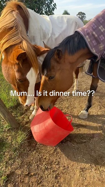 hoggan (@hoggan73)’s videos with Yummy Mealtime - Official Sound Studio