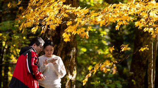 Are the leaves changing in Tennessee yet? Here's the best time to see fall foliage, experts say