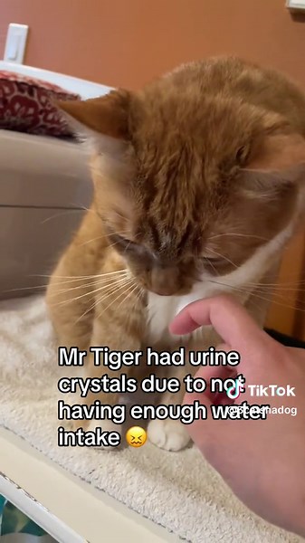 How to Help Your Cat Drink More Water Safely