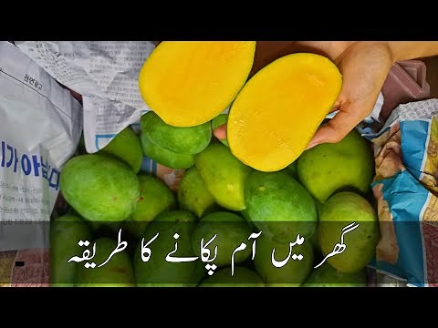 How to ripen mangoes at home | Ethylene ripening of fruits - Kacche aam pakane ka tarika