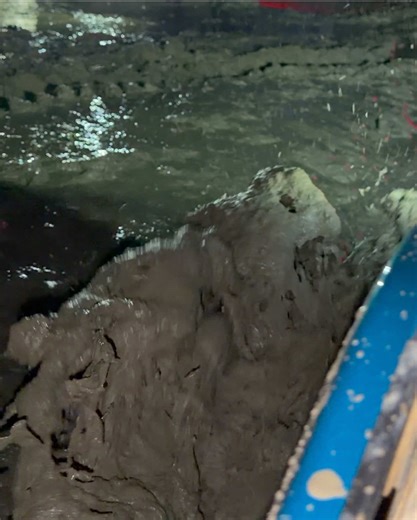 Exploring the Unique Buckhorn Mud Experience