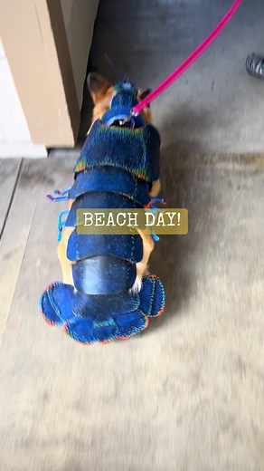 Petunia on her way to corgi beach day costume contest! 🏖️ #corgi #corgisoftiktok #bluelobster #corgibeachday2023 #cosplay #fluffball #seasideoregonbeach #worbla