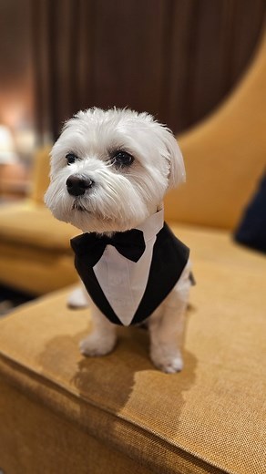 No broke toys 🎶🐕🐾 . . . Feeaturing my client ⤵️ . . . Name: Benji Age: 1.5 years Breed: maltese mix Location: New York 📍 | Trisha Ingersoll