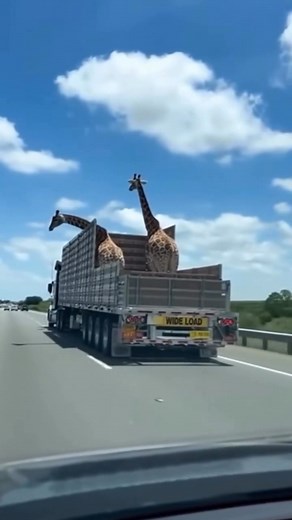 Jeffrey Gurrea on Reels