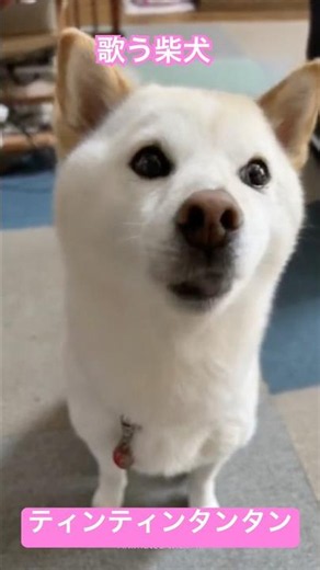 ティンティンタンタン #歌う柴犬 #柴犬 #shibainu #song