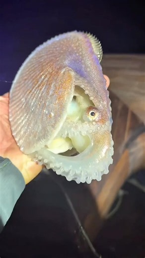 Do You Know What A Paper Nautilus is?😳🐙 #animals #shorts