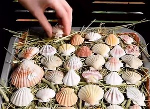 Ancient way to make cement out of sea shells! Still works!