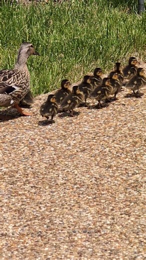 Just a Mama duck watching her 12 little reasons to smile today! #areasontosmile