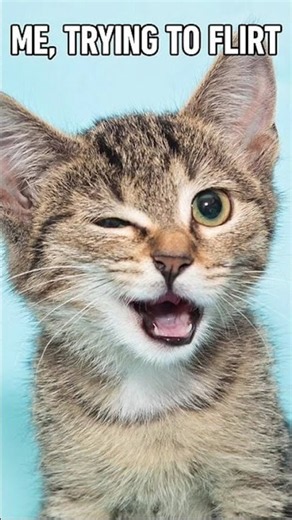 #silly #funny #cat “whistle walk” by Michael Maloney