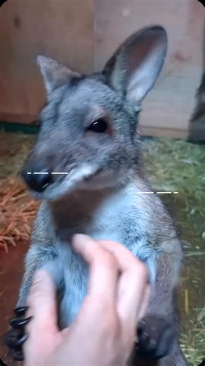 ノースサファリサッポロ【公式】 on Instagram: "ナギくん（パルマワラビー）がスタッフに「行かないで！」と必死に止めてくる姿がかわいすぎる…！🥹💛 こんなふうに引き止められたら、ずっとそばにいたくなっちゃうね🐾✨ #パルマワラビー #ナギくん #動物のいる生活 #癒しのひととき #可愛い動物 #ほっこり #動物好きと繋がりたい #アニマルセラピー #動物園ライフ #癒し動物 #北海道観光 #札幌観光 #hokkaido #sapporo #北海道旅游 #札幌旅游"