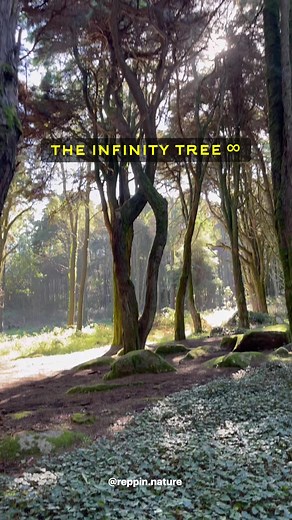 the infinity tree ∞ | reppin.nature
