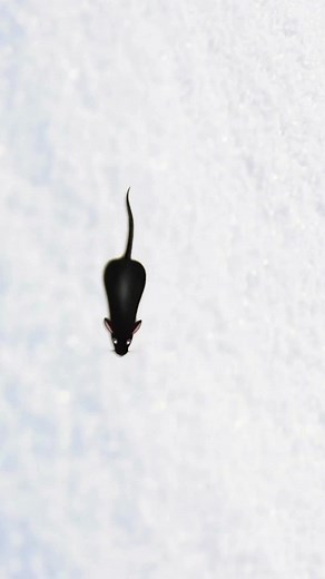 Interactive Game for Cats Featuring Mice, Spiders, Flies