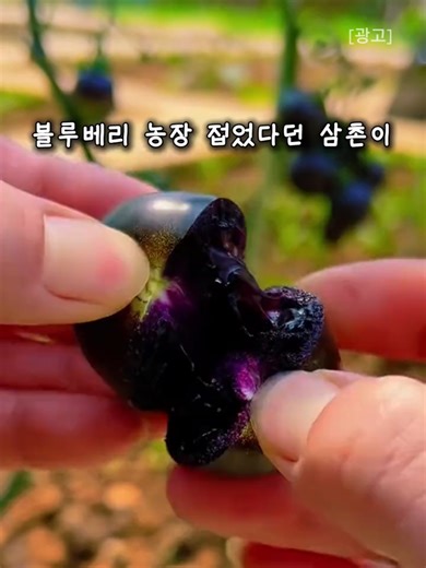 상단 프로필 링크에서 번 검색💖 블루베리 농장 접은 삼촌이 보라색 토마토로 대박대요 😳 안토시아닌에 라이코펜까지 풍부한데 일반 토마토보다 달아요 딸이 옆에서 계속 집어먹는 거 보면 말 다 했죠 ㅋㅋㅋ 아는 사람만 농장으로 찾아온다는데 집에서 키우기도 쉽고 빨리 자란대요 🫐🍅 #보라색토마토 #안토시아닌토마토 #건강간식 #라이코펜 #농장직거래 #건강식품 #토마토추천 #항산화식품 #공동구매 #건강꿀팁 댓글은 확인 어려울 수 있어요 ㅠㅠ 상단 프로필 링크에서 번 검색💖